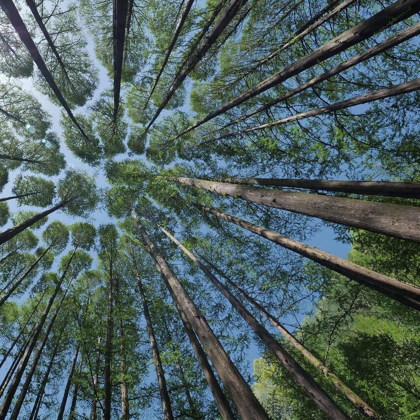 Tall trees form a lush canopy, sunlight filtering through—just like the nourishing touch of SEES Forest Kiss Lip Balm by SEES Company on your lips.