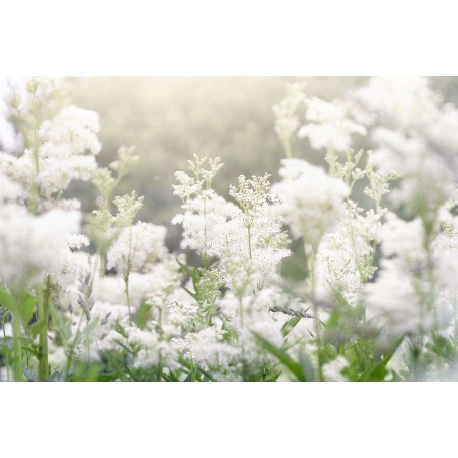 A dreamy, soft-focus meadow of white wildflowers inspires Havuka Meadowsweet Spruce Resin Balm—an organic remedy blending the serenity of nature with soothing, gentle pain relief.