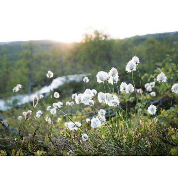 Soft white blooms evoke the fresh scent of Havuka Tussock Cottongrass & Lichen Soap Bar, set in a green field under gentle sunlight, with blurred trees and a winding path in the distance.