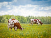 Two cows grazing on a field with yellow flowers