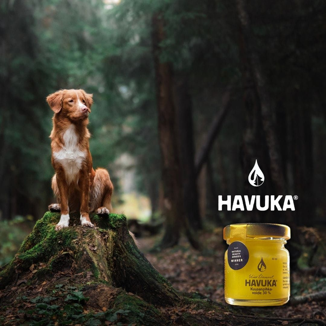 A brown and white dog sits on a mossy tree stump in a forest, next to a jar of Havuka Spruce Resin Balm for Animals with a yellow label. The Havuka logo appears above the jar, reflecting Finnish nature.