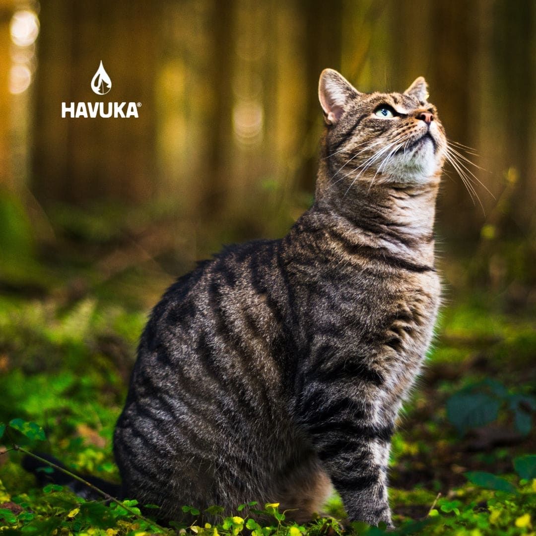 A tabby cat with green eyes sits on forest foliage, gazing upward. The softly blurred background evokes Finnish nature. The Havuka logo and “Havuka Spruce Resin Balm for Animals” appear in the top left corner, enhancing the peaceful scene.