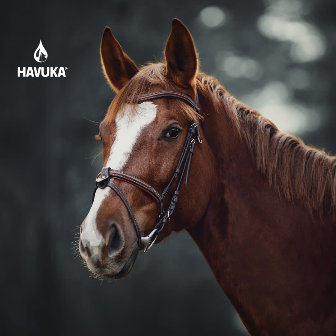 A brown horse with a white face stripe stands in a bridle before blurred dark trees. The Havuka logo in the corner highlights Havuka Spruce Resin Balm for Animals, inspired by Finnish nature and made from natural ingredients.