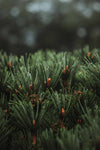 Close-up of pine needles with brown buds and water droplets, their sharp texture and vibrant green color inspiring SEES Company’s vegan haircare—SEES Shampoo No. 1 Cedar & Orange, infused with essential oils.