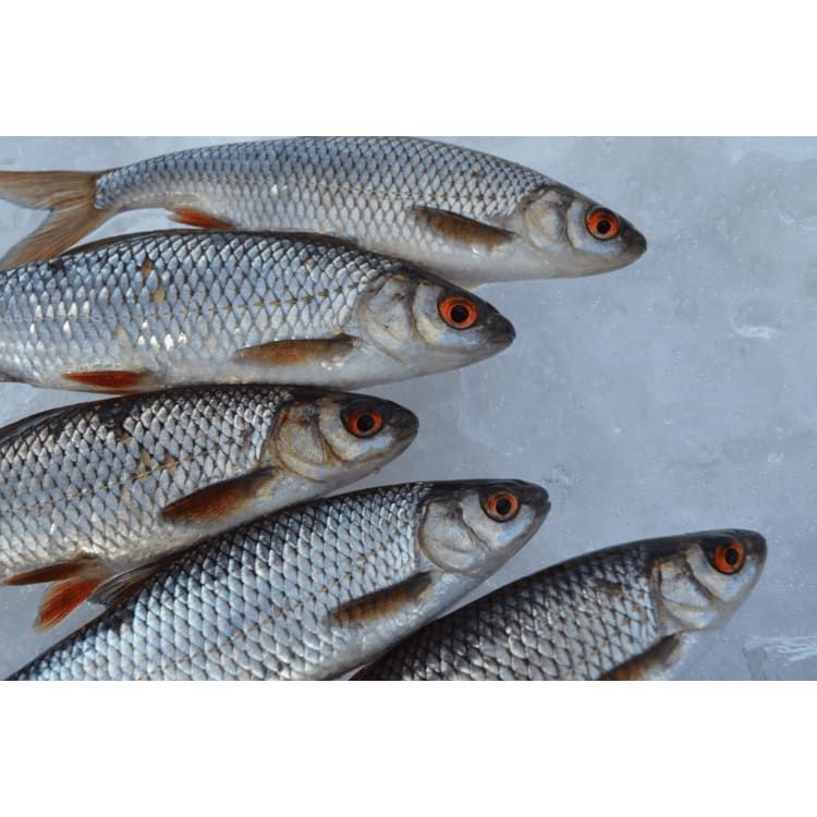 Five Järki Särki Smoked with Organic Garlic fish from Järki Särki, rich in omega-3s, lie side by side on ice with visible shiny scales, orange eyes, and fins.