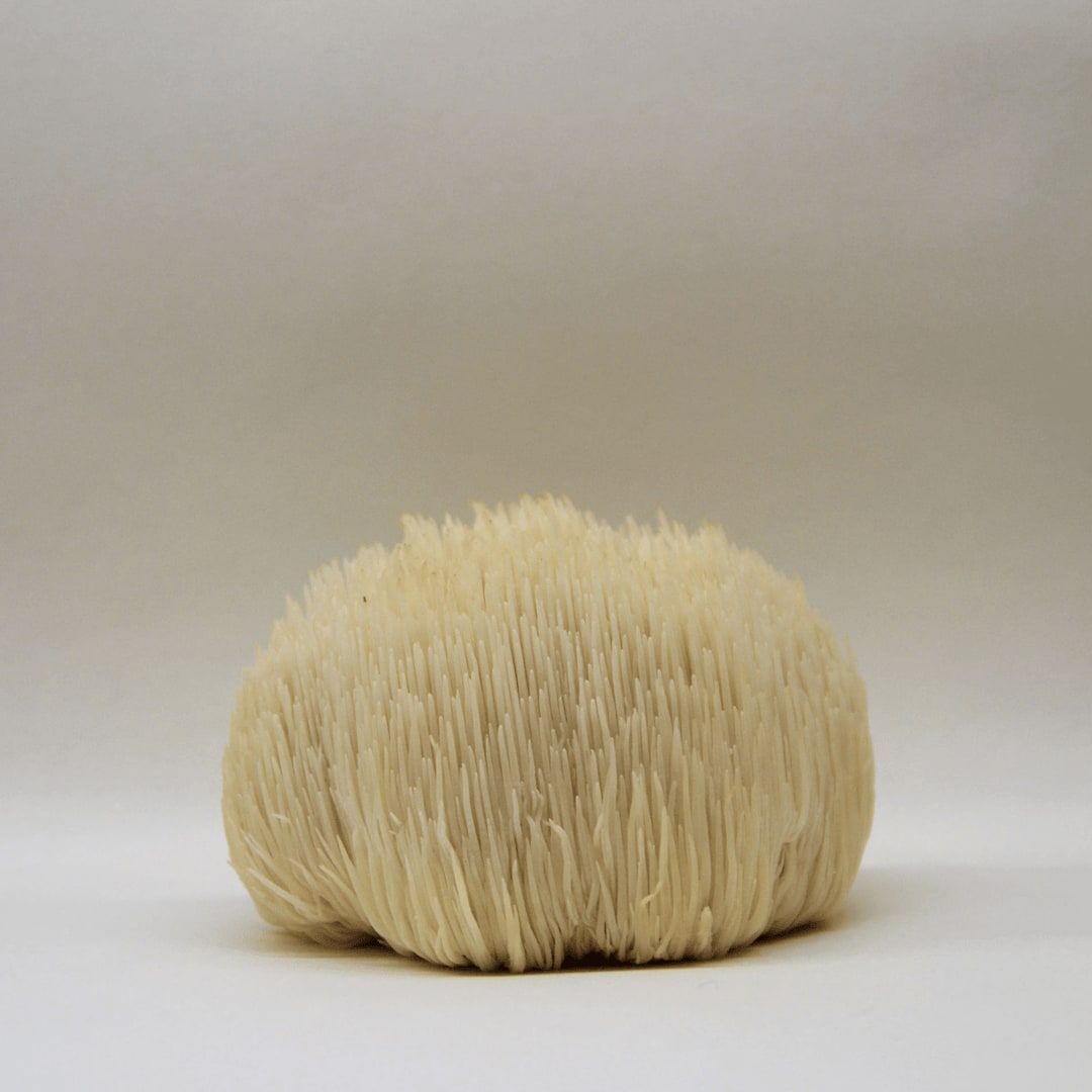 A bottle of KÄÄPÄ Mushrooms Organic Lion's Mane Extract from KÄÄPÄ Mushrooms is displayed against a plain, light background—renowned for its potential brain health benefits.