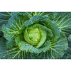 Close-up of a fresh green cabbage head with water droplets, perfect for Havuka Cabbage-Ginger-Spruce Resin Balm by Havuka—a natural joint ointment designed to help relieve osteoarthritis pain.