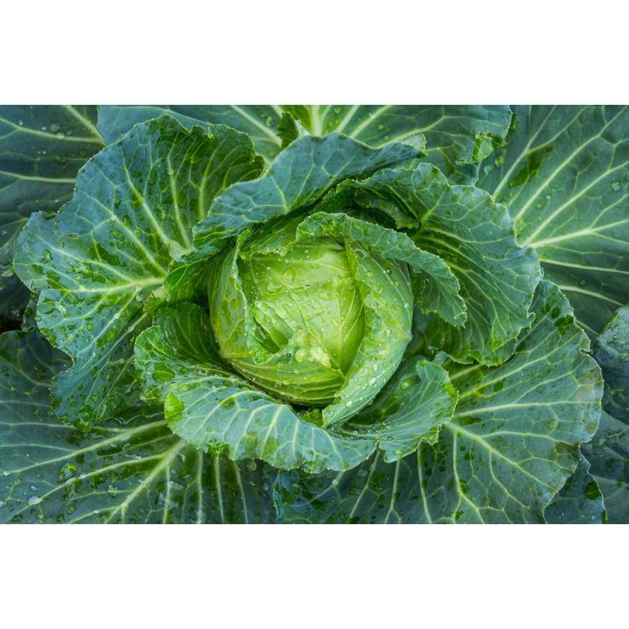 Close-up of a fresh green cabbage head with water droplets, perfect for Havuka Cabbage-Ginger-Spruce Resin Balm by Havuka—a natural joint ointment designed to help relieve osteoarthritis pain.