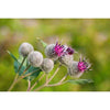 A close-up of burdock flowers with green, spiky heads and purple petals—one of Havuka Five Herbs Facial Balm’s inspiring Finnish wild herb ingredients—set against a blurred green background.