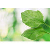 Two fresh green leaves with water droplets, set against a blurred background, evoke the natural purity of Finnish wild herbs—perfect inspiration for Havuka Five Herbs Facial Balm by Havuka.