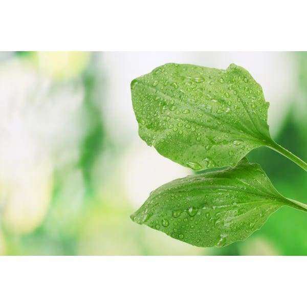 Two fresh green leaves with water droplets, set against a blurred background, evoke the natural purity of Finnish wild herbs—perfect inspiration for Havuka Five Herbs Facial Balm by Havuka.