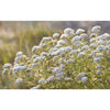 Clusters of small white Finnish wild herbs with green stems and leaves grow outdoors in sunlight, the key ingredients in Havuka Five Herbs Facial Balm by Havuka, set against a blurred, grassy natural background.
