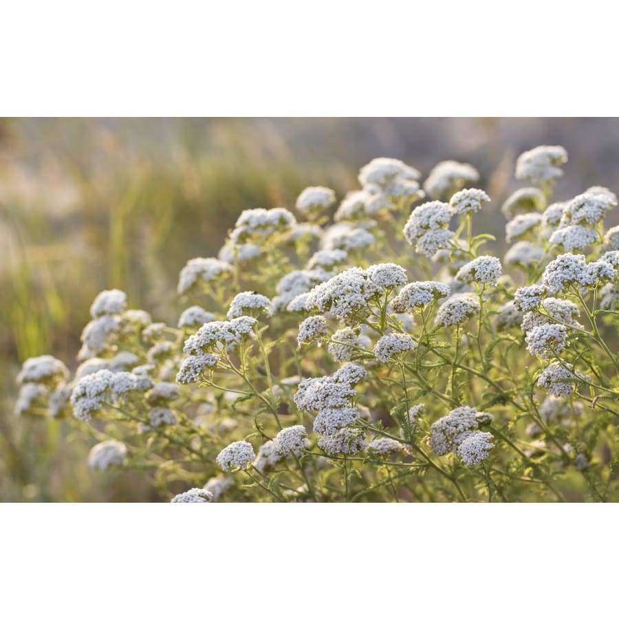 Clusters of small white Finnish wild herbs with green stems and leaves grow outdoors in sunlight, the key ingredients in Havuka Five Herbs Facial Balm by Havuka, set against a blurred, grassy natural background.