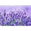 Havuka Lavender Balm by Havuka harnesses the natural tick-repelling power of lavender and its soothing benefits for eczema, inspired by vibrant fields of blooming lavender under soft sunlight.