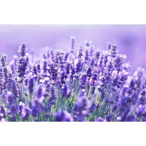 Havuka Lavender Balm by Havuka harnesses the natural tick-repelling power of lavender and its soothing benefits for eczema, inspired by vibrant fields of blooming lavender under soft sunlight.