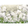 A dreamy, soft-focus meadow of white wildflowers inspires Havuka Meadowsweet Spruce Resin Balm—an organic remedy blending the serenity of nature with soothing, gentle pain relief.