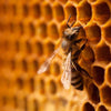 A close-up of a honeybee on a golden-brown honeycomb reflects nature’s skill, the same inspiration behind Havuka Strong 30% Spruce Resin Balm by Havuka, known for natural antiseptic properties aiding wound healing.