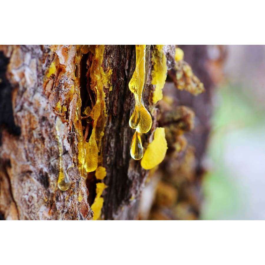 Close-up of golden-yellow Havuka Strong 30% Spruce Resin Balm, a natural antiseptic by Havuka, oozing from rough tree bark with visible wood and resin textures against a blurred background.