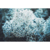 A close-up of pale blue-gray reindeer lichen with intricate, branching patterns, echoing the delicate look of Havuka’s Tussock Cottongrass & Lichen Soap Bar. A softly blurred background draws focus to the fine details of the lichen in the foreground.