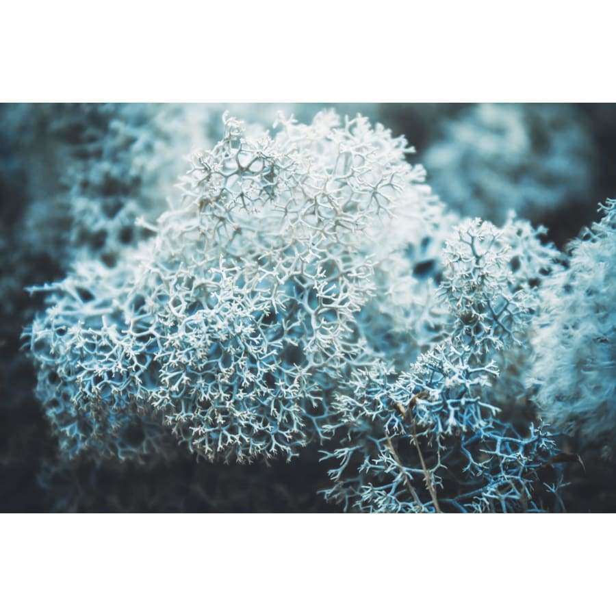 A close-up of pale blue-gray reindeer lichen with intricate, branching patterns, echoing the delicate look of Havuka’s Tussock Cottongrass & Lichen Soap Bar. A softly blurred background draws focus to the fine details of the lichen in the foreground.