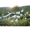 Soft white blooms evoke the fresh scent of Havuka Tussock Cottongrass & Lichen Soap Bar, set in a green field under gentle sunlight, with blurred trees and a winding path in the distance.