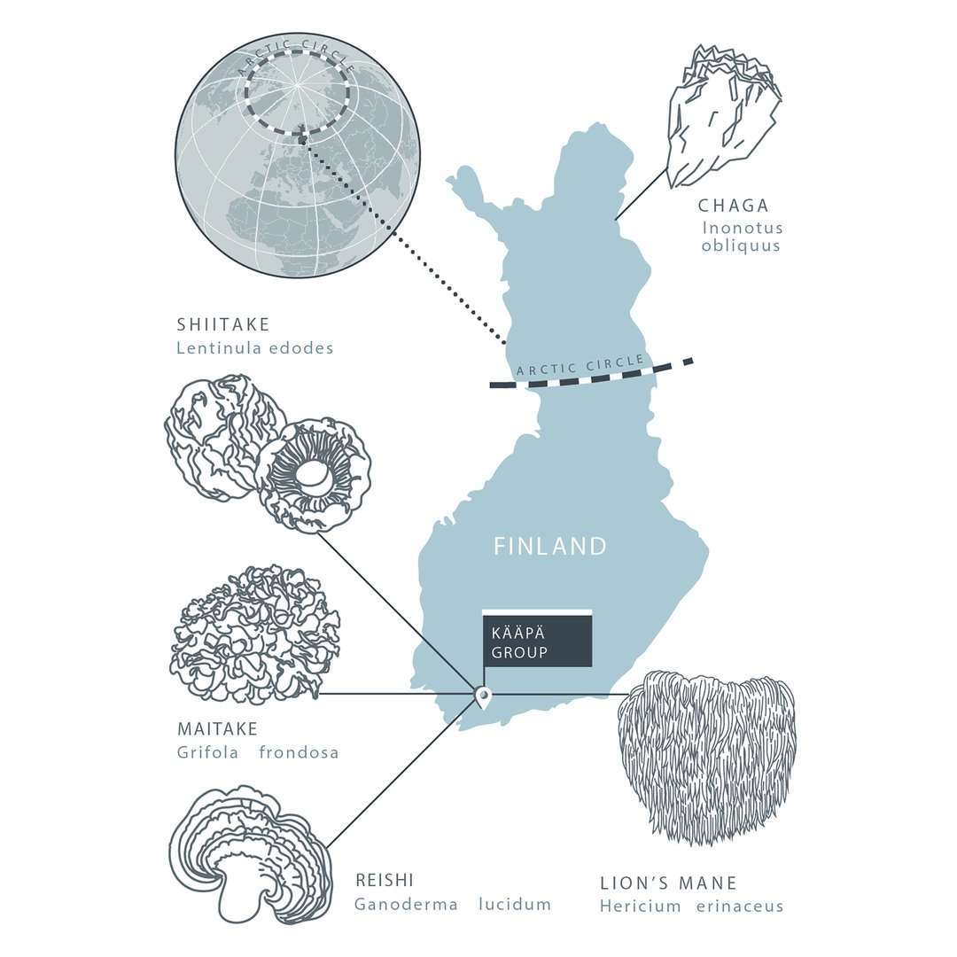 A map of Finland by KÄÄPÄ Mushrooms displays six illustrated mushrooms, including Organic Chaga Extract, with scientific names and locations, an Arctic Circle line, and a circular polar map.